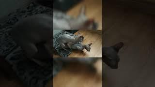 Вязка сфинкс донской. Стич вяжет темную кошечку . Sphynx mating