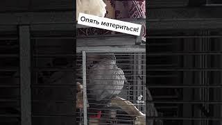 Попугай материться