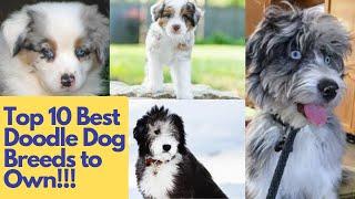 Top 10 Best Doodle Dog Breeds to Own