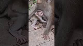 all times Kandra to hugs with Ly Ly and they are actives Mom to teaches her baby#shortvideos# felt..