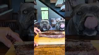 Short Rib  - Churrasco - Nossa Rotina #americanbully