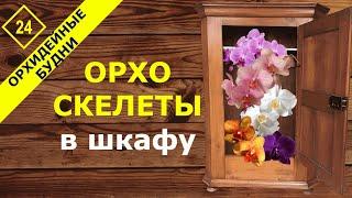 Кошмарные «орхоскелеты в орхидейном шкафу». Кладбище моих погибших орхидей #орхоскелетывшкафу