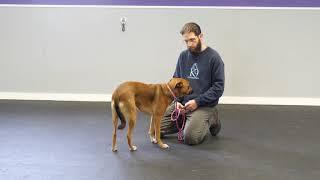 Training a Fear Aggressive Dog