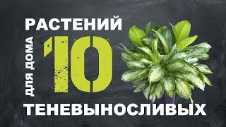 ТОП 10 ТЕНЕЛЮБИВЫХ РАСТЕНИЙ ДЛЯ ДОМА 