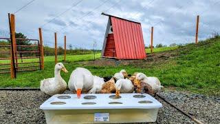 Ducks Use Too Much Water! _ Less Mess Waterer // Whitt Acres