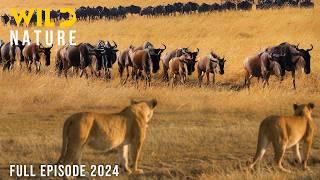 WILD SAVANNAH | The Migration Journey and Challenges in the Land of Predators | Animal documentary