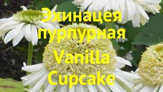 Эхинацея пурпурная Ванилла Кэпкейк. Краткий обзор, описание echinacea purpurea Vanilla Cupcake