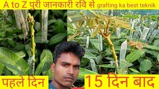 mango plant grafting video, super mango grafting video,guthali Kalam video, mango grafting tips  #,