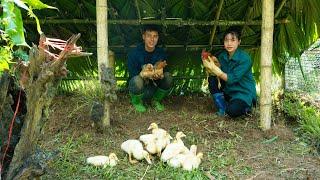 Building Chicken Coops, Animal Care, Family Farm