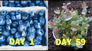 How to Grow Blueberries from Seeds of Blueberry (Quick Method)