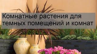 Комнатные растения для темных помещений и комнат