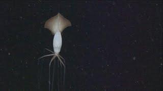 Magnapinna squid up close (bigfin squid)