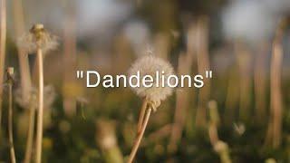 Dandelions cover - isla carter