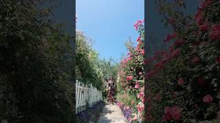 ROSE GARDEN