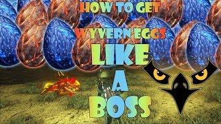 How to get wyvern eggs in ragnarok like a boss