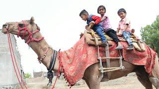 Camel Ride for Babies | Camel Ride for Kids | Camel Video for Babies