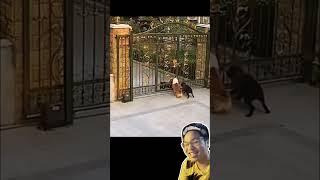 EXTREME Try Not To Laugh  Funniest Videos #funny