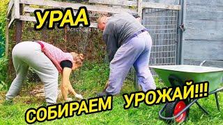 УРАА СОБИРАЕМ УРОЖАЙ | Пилим дрова!!! | Жизнь в деревне | Деревенские будни