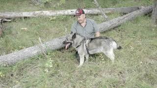Teeko Norwegian Elkhound Stud Dog
