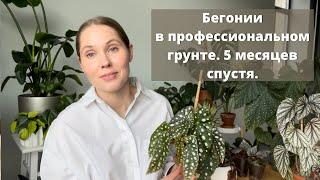 Бегонии после пересадки.