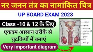 नर जनन तंत्र का नामांकित चित्र | How to Draw Male Reproductive System |manav nar janan ang ka chitra