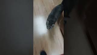 When your cat chases you around the kitchen island, because he thinks you have something for him.