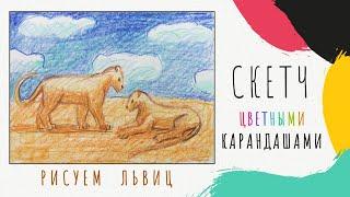 Как нарисовать львиц. Простой рисунок (скетч) цветными карандашами.