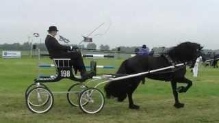 Concours Hippique Pingjum  / Tuigpaardensport friesepaarden