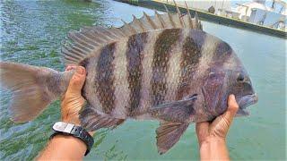 ZERO TO HERO - Mid June Sheepshead Fishing, Morehead City NC