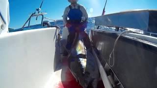 Fish Tales Charters Tuna 2017