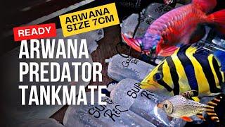 BERAPA HARGA ARWANA SAAT INI !!! UPDATE HARGA IKAN ARWANA, PREDATOR DAN TANKMATE DI JATINEGARA