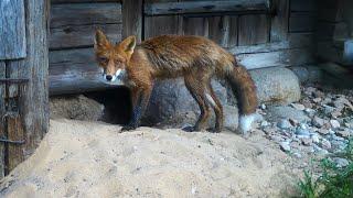 Fox digging burrow under shed