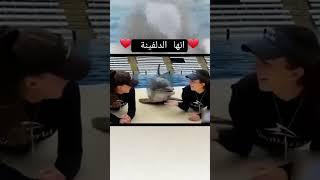 إنها روح الدعابة للدولفين