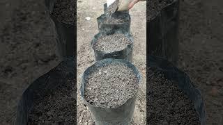 Growing Spinach at Home