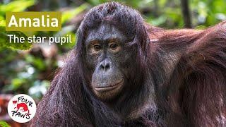 Amalia: Our Star Pupil of the ORANGUTAN FOREST SCHOOL  | FOUR PAWS Australia