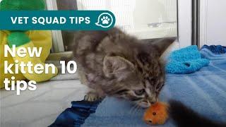 New #kitten? 10 things you NEED to know | PET CIRCLE