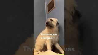 Born in the shelter going on 513 days - but she’s now availabe for adoption ️