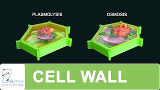 CELL WALL