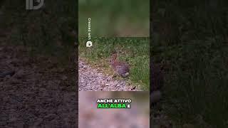Fantastica la mini lepre #wildnature #mountains #animals ##animallover #lepre #wildlife