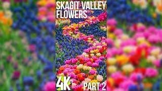 Stunning Flowers for Vertical Displays in 4K UHD - Relaxing Travel to Skagit Valley - Part 3