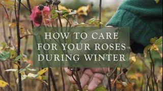 How to care for your roses during Winter by David Austin Roses