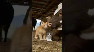 This Kitten's Sweet Friendship with a Cow Will Melt Your Heart