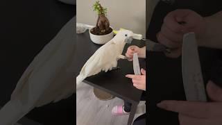 Маникюр или педикюр?  #какаду #попугай #птица #parrot #маникюр