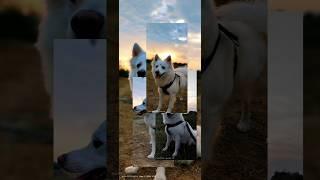 Montage editing || G.A..editz #montage #montagevideo #editing #phonk #videoediting #trending #shorts