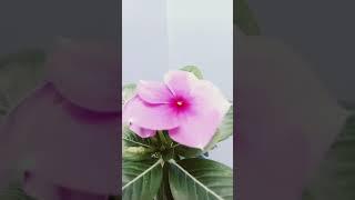 Vivo y18 mobile zone in #🫥  flower trees #photoediting