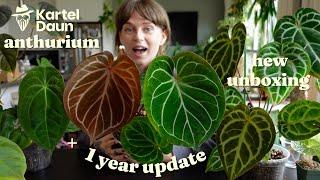 kartel daun anthurium 1 year update + new plants unboxing! 