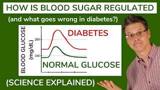 The Regulation of Blood Sugar: Everything You Need to Know