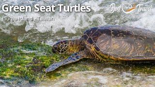 Plenty of Green Sea Turtles at Liuqiu or Xiaoliuqiu Island in Taiwan