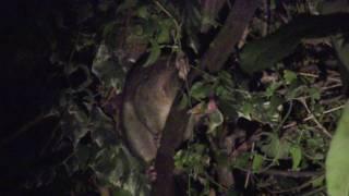 Brushtail possum making wierd noises