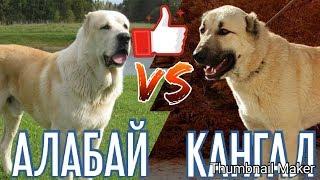 Алабай против Кангала. Alabai against Kangal. Собаки. Батл собак.